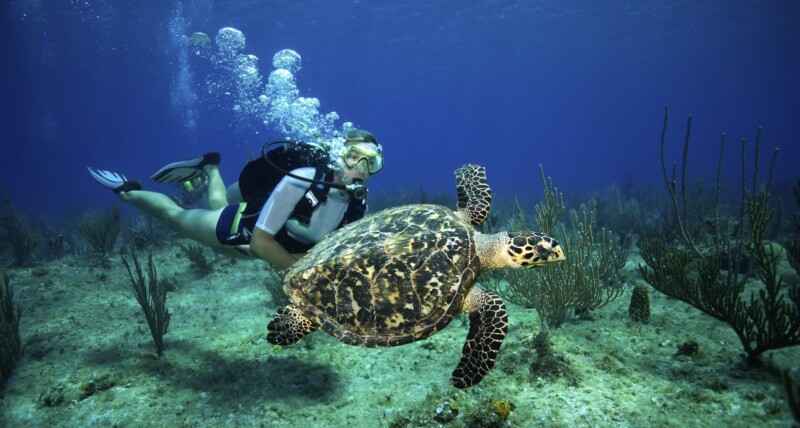 a-female-scuba-diver-watches-a-hawksbill-turtle-swim-lazily-above-a-reef-in-the-cayman-islands-