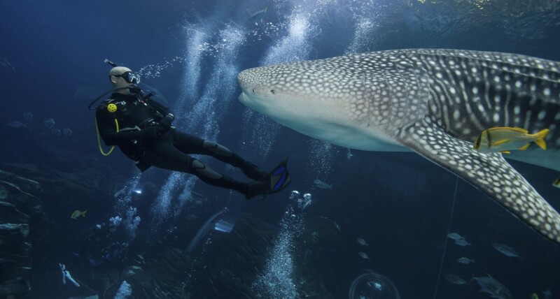 divers-with-whale-shark-at-the-georgia-aquarium-world-s-largest-fish-in-captivity-