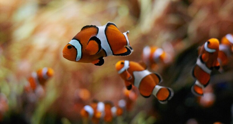 school-of-clown-fish-swimming-underwater-2021-08-27-10-28-13-utc