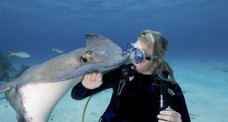 scuba-diver-interacts-with-southern-stingrays-dasyatis-americana-