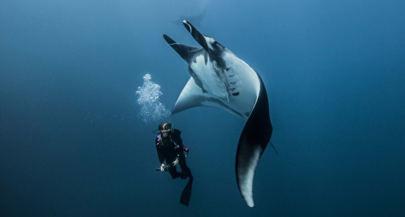 scuba-diver-swimming-with-giant-oceanic-manta-ray-UCF4K3U