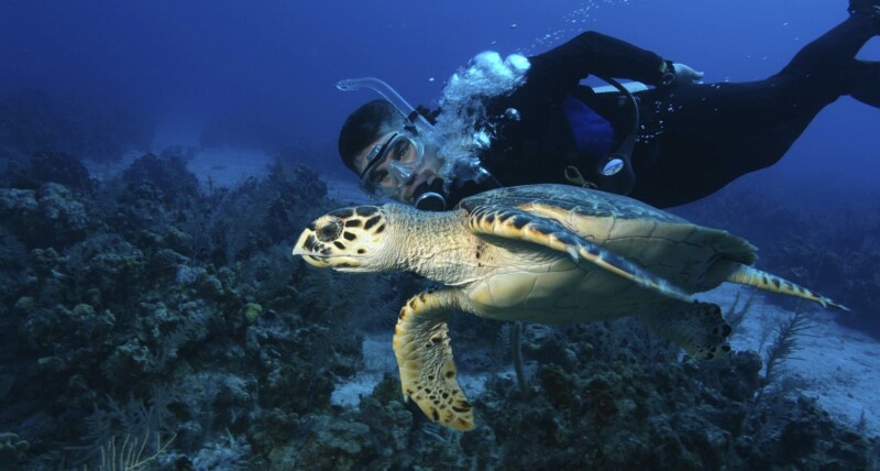 scuba-diver-swims-alongside-hawksbill-turtle-grand-cayman-