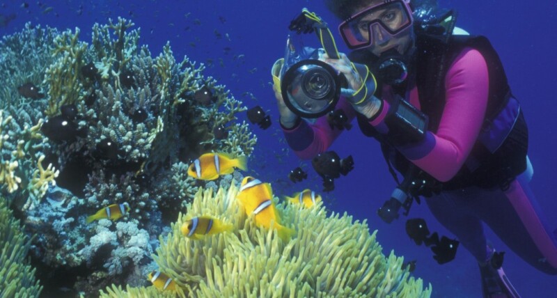 scuba-diver-takes-picture-of-anemone-fish-and-their-host-anemone-