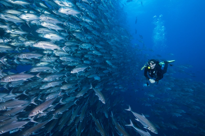 Why Scuba Diving In Phuket Is The Best Adventure In Thailand